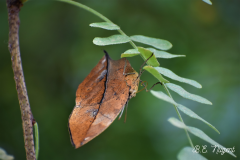 Dead-leaf butterfly photo M