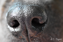 Dog Nose photo M