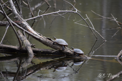 Turtles photo M