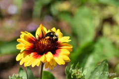 Bee-on-Flower-photo-M-R-2