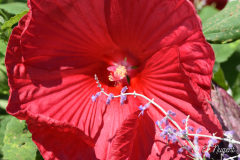 Hibiscus-Flower-photo-M-R
