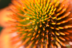 Orange-Echinacea-Flower-photo-2-M-R-1