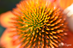 Orange-Echinacea-Flower-photo-MR