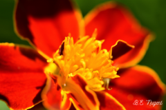 Orange-and-yellow-flower-photo-M-R-2