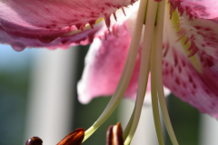 Pink-Lily-photo-M-R