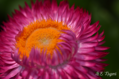 Pink-and-orange-flower-photo-MR