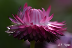 Purple-Flower-photo-2-MR