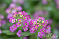 Purple-Flowers-photo-MR
