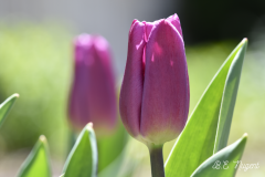 Purple-Tulip-photo-MR