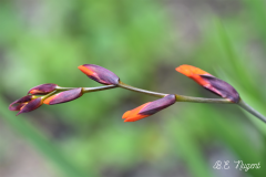 Purple-and-orange-buds-photo-M-R