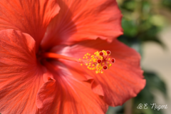 Red-Flower-with-Stamen-photo-MR