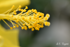 Stamen-Flower-photo-2-MR