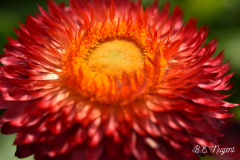 Sunburst Flower photo M