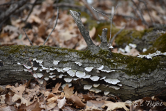 Fungus-on-log-photo-2-MR