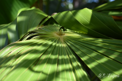 Palm-Leaf-and-shadow-photo-2-MR