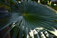Palm-Leaf-and-shadow-photo-MR