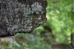 Rock-Ledge-Nature-Trail-photo-MR